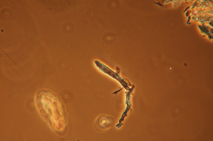 Crosta bianca su ginepro-foto1272 (Amylostereum laevigatum)